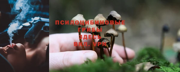 ГАЛЛЮЦИНОГЕННЫЕ ГРИБЫ Елизово