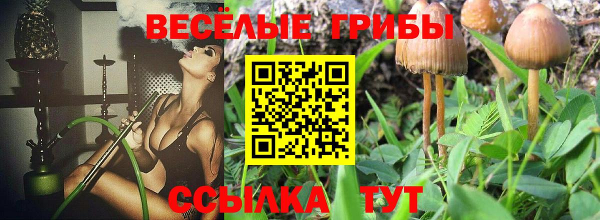Гусев  Псилоцибиновые грибы Magic Shrooms  Галлюциногенные грибы Cubensis  Вход с VPN 