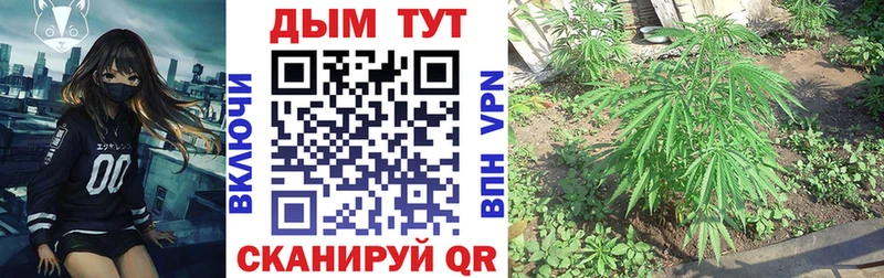 Каннабис семена  Гусев 